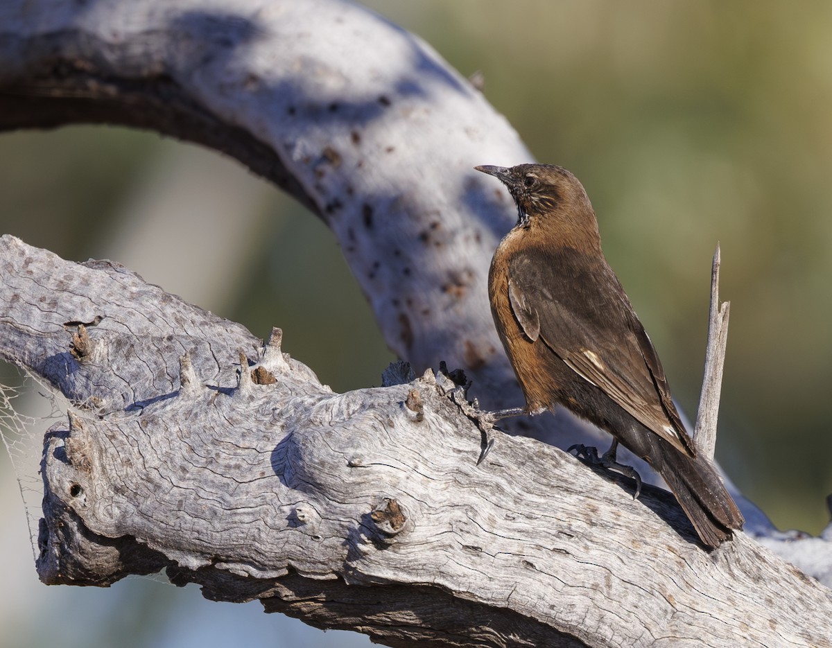 Black-tailed Treecreeper - ML624576382