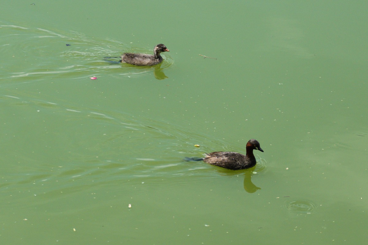 Little Grebe - ML624576383