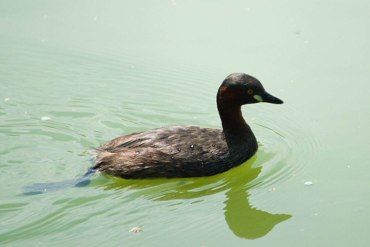 Little Grebe - ML624576384