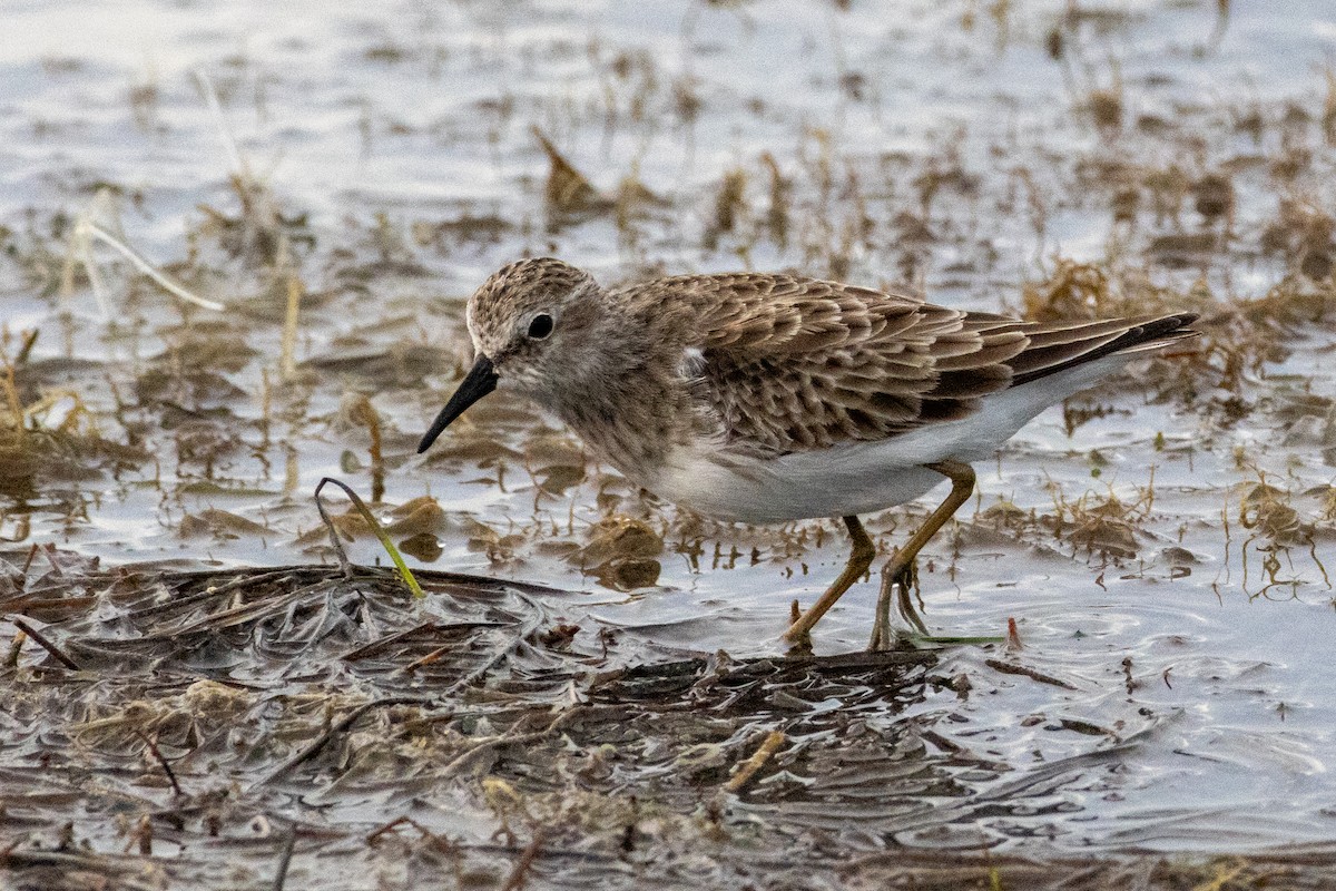 Least Sandpiper - ML624576385