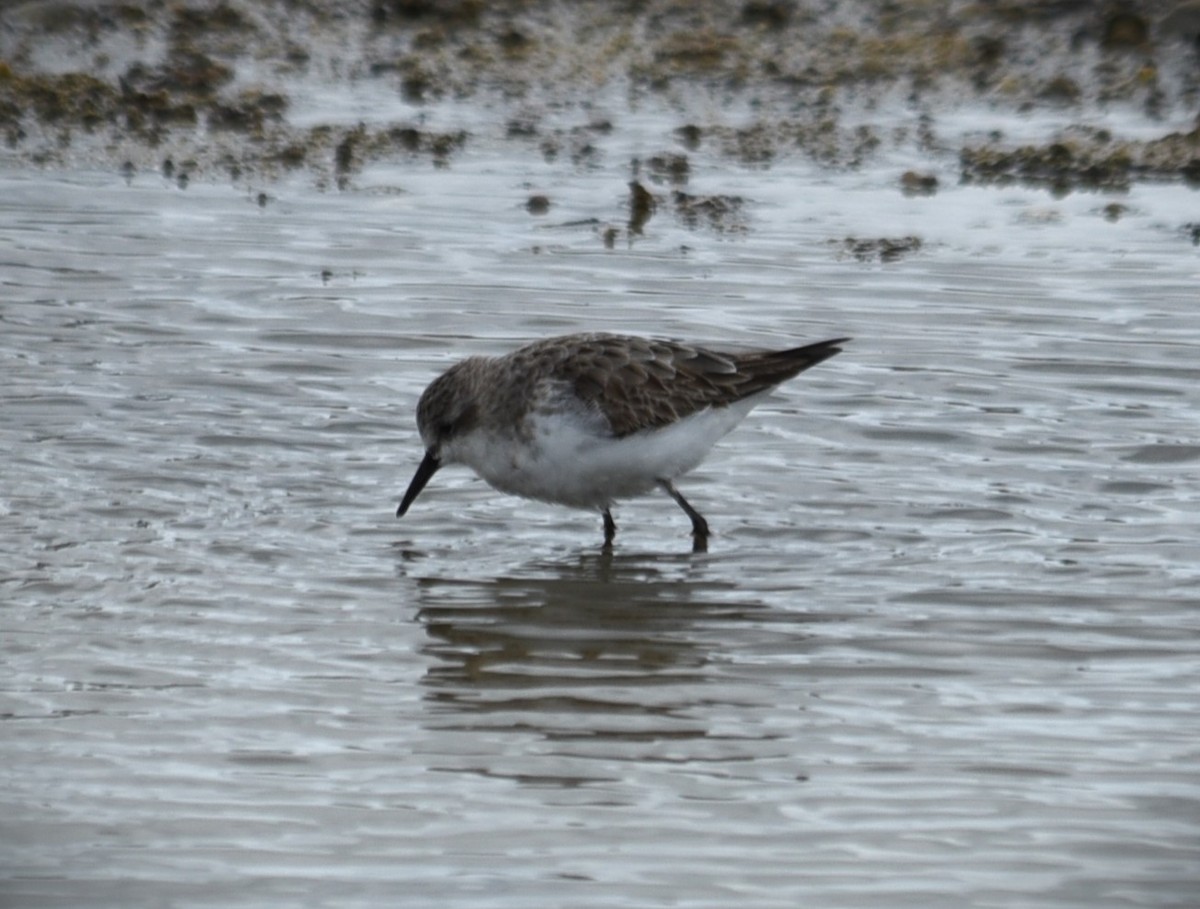 Red-necked Stint - Natalie Betts