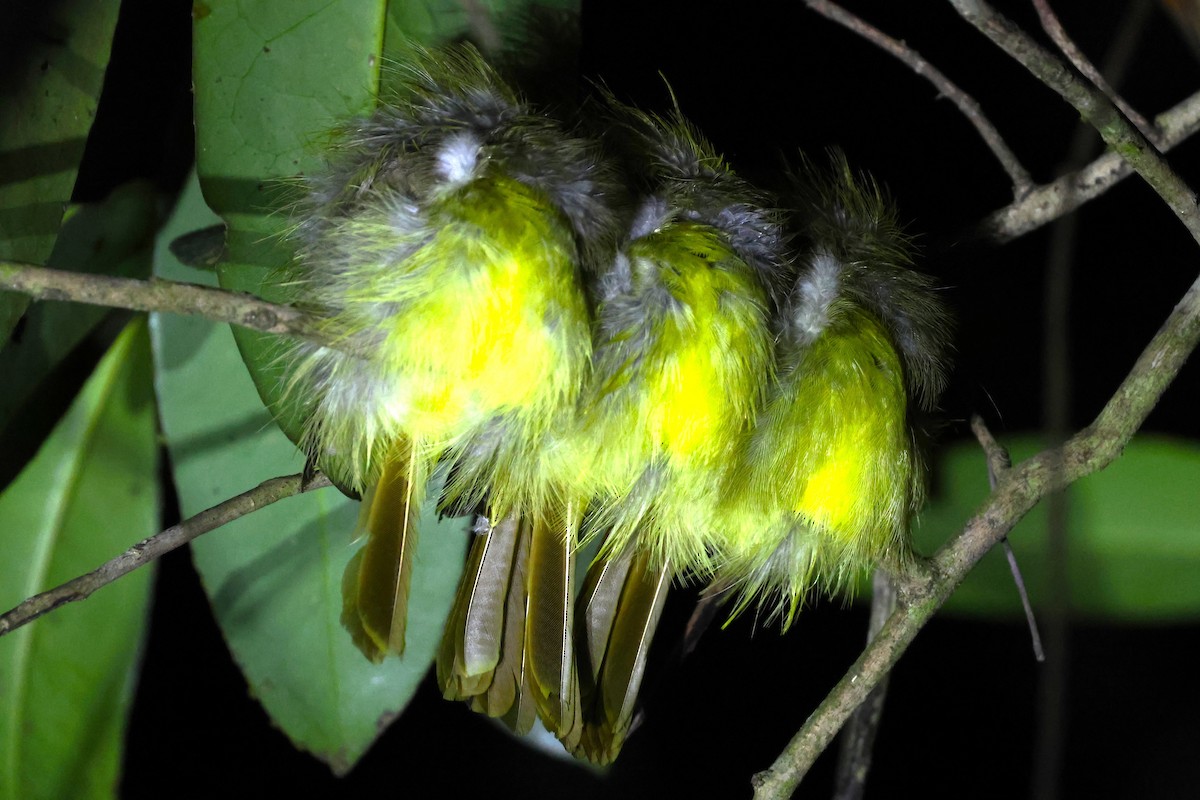 Hairy-backed Bulbul - ML624576388