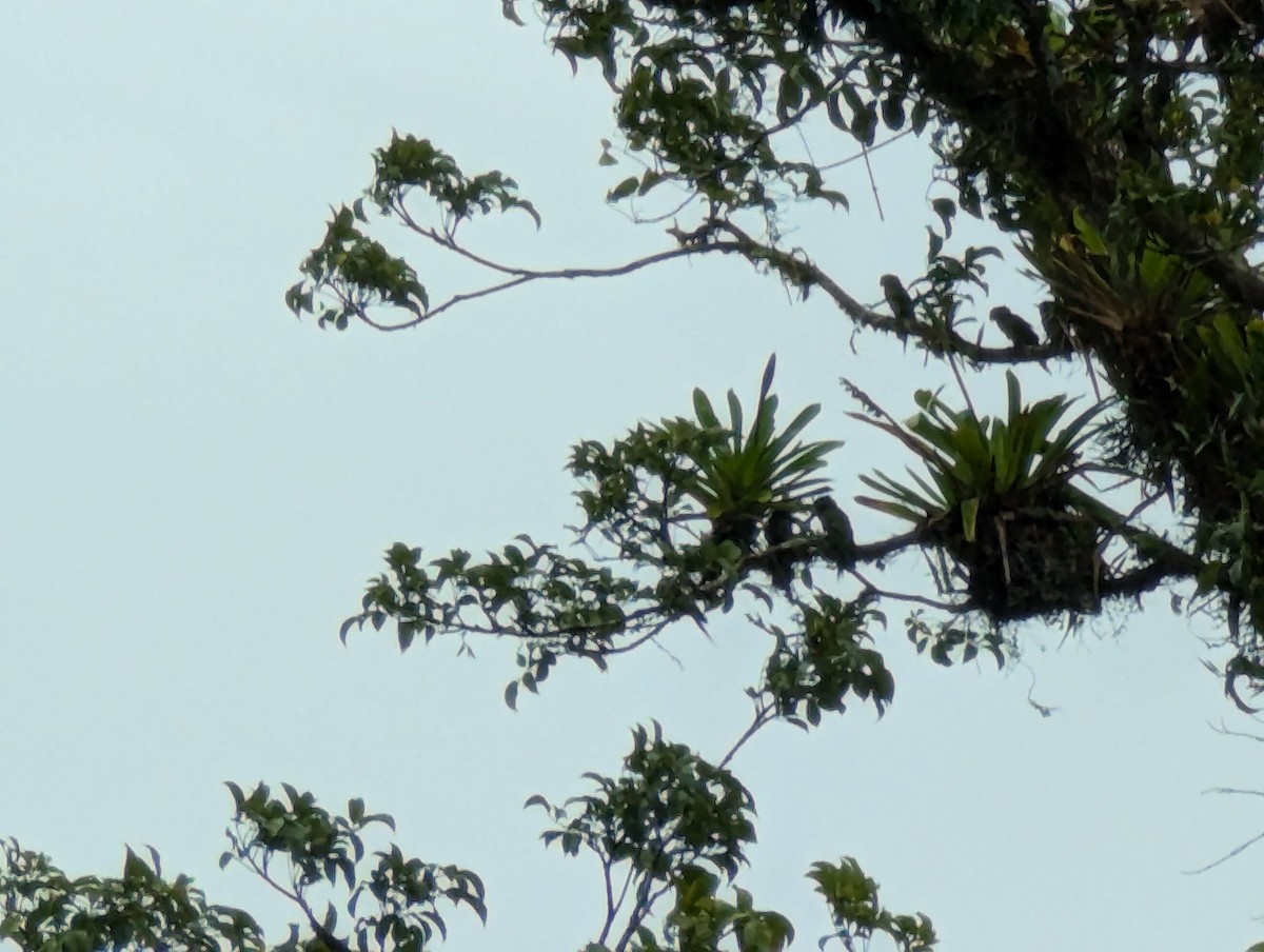 Crimson-fronted Parakeet - ML624576389