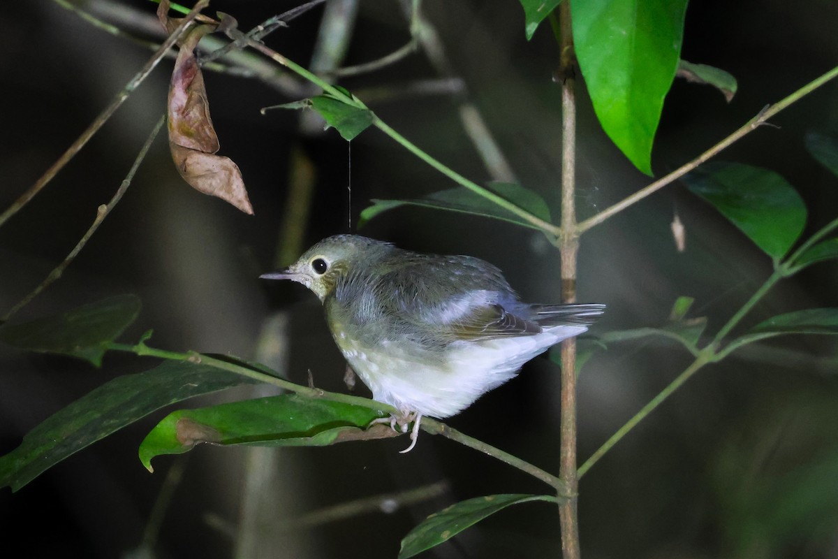 Siberian Blue Robin - ML624576390