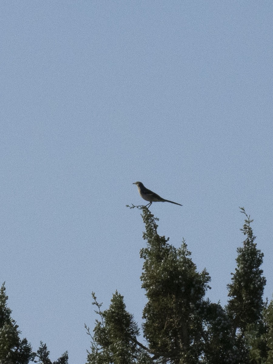 Northern Mockingbird - ML624576391