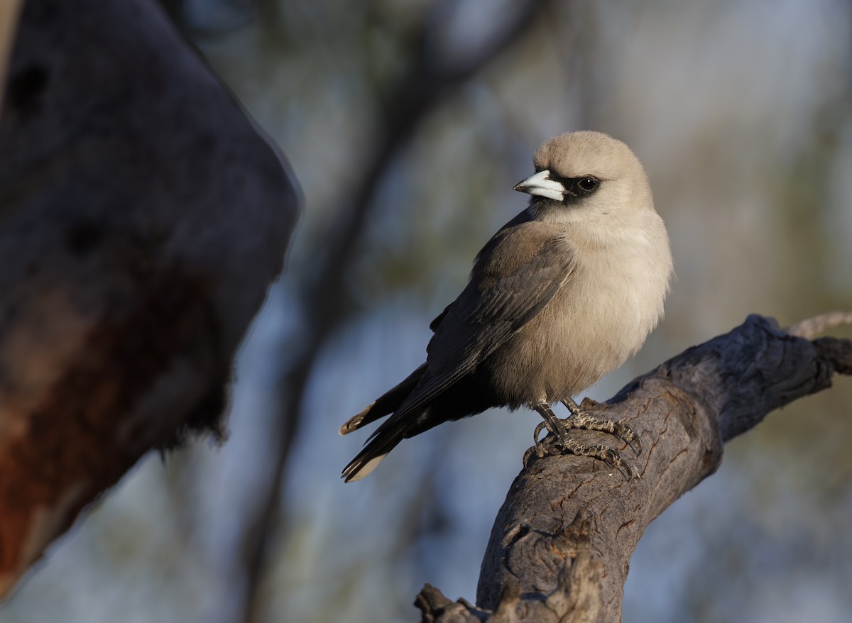 Black-faced Woodswallow - ML624576392