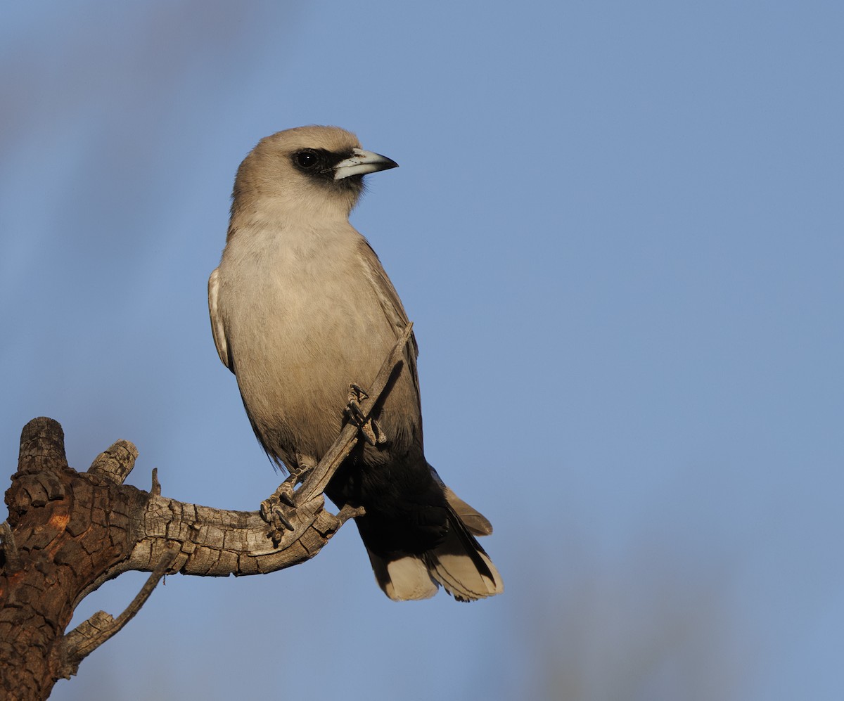 Black-faced Woodswallow - ML624576393