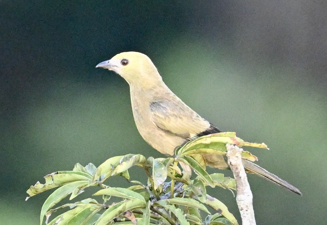 Palm Tanager - ML624576394