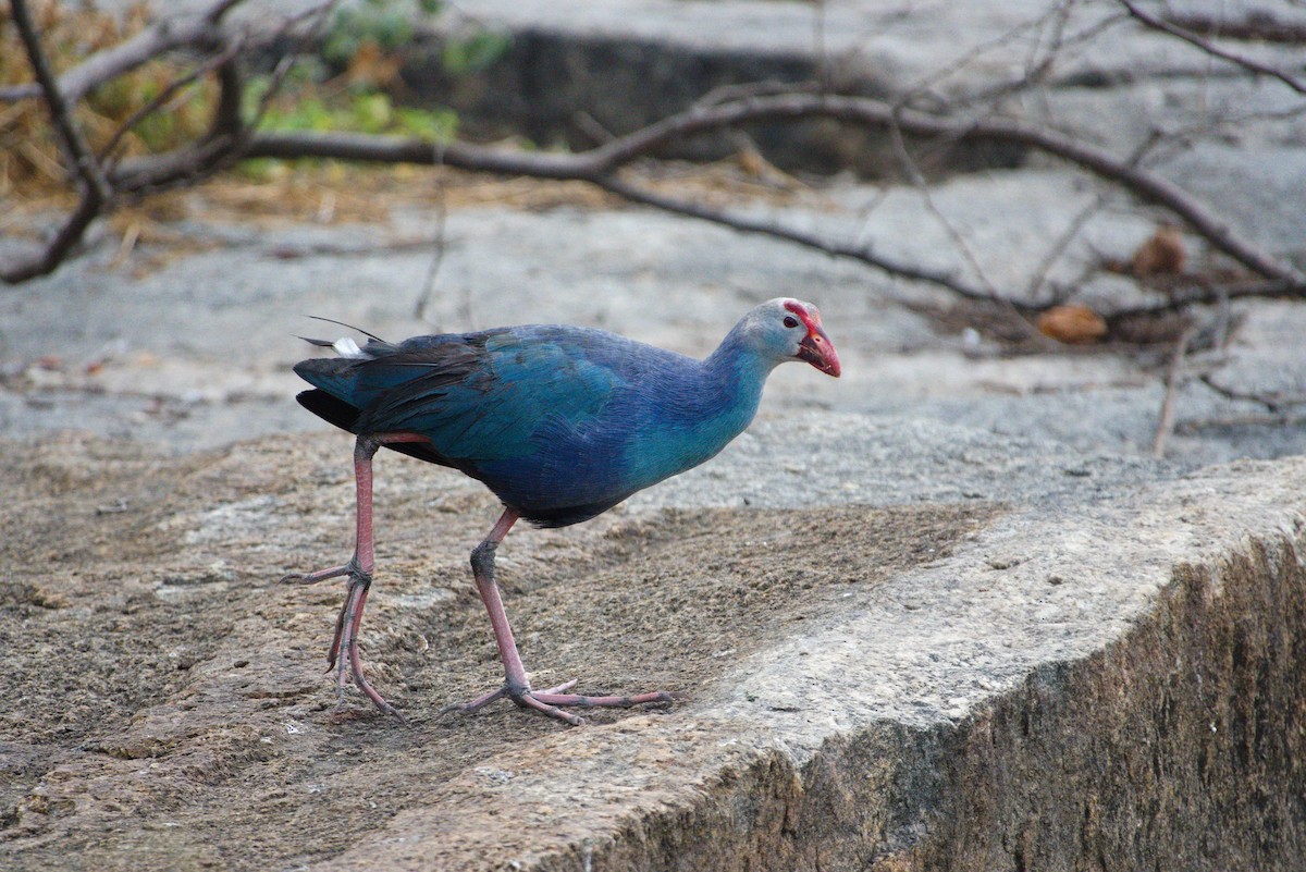 Gray-headed Swamphen - ML624576395