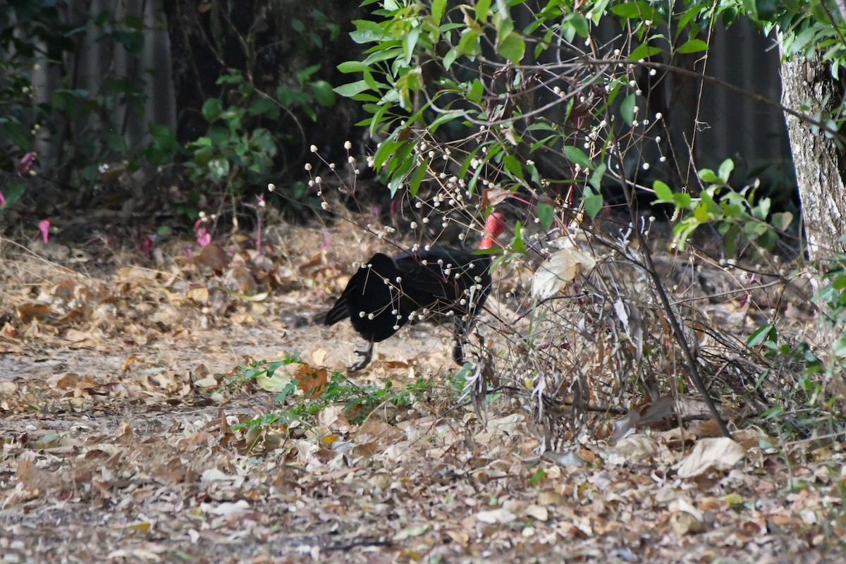 Australian Brushturkey - ML624576396