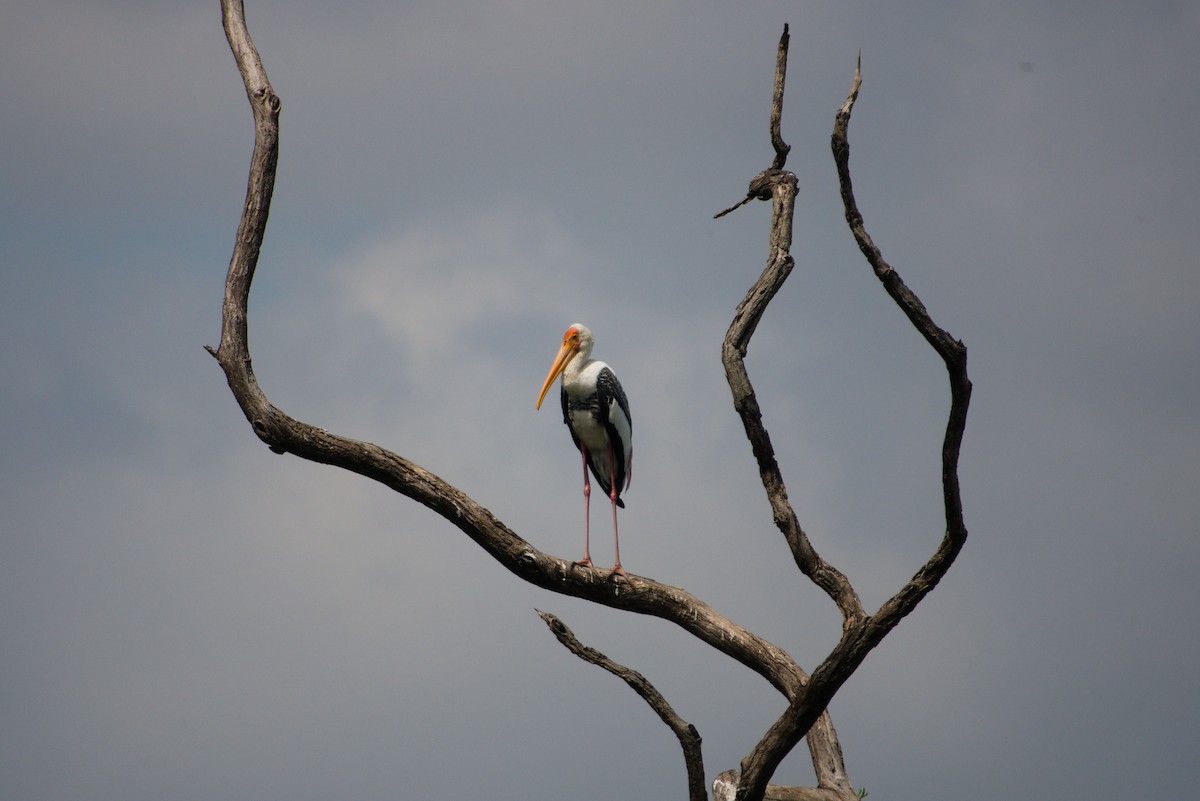 Painted Stork - ML624576398