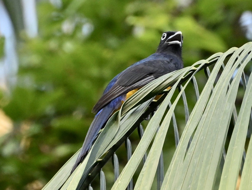 Green-backed Trogon - ML624576399