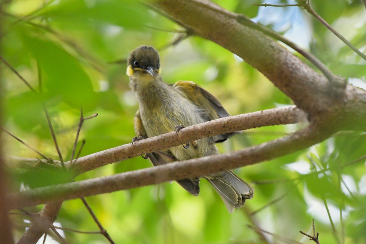 Graceful Honeyeater - ML624576400