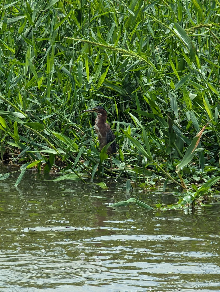 Bare-throated Tiger-Heron - ML624576403