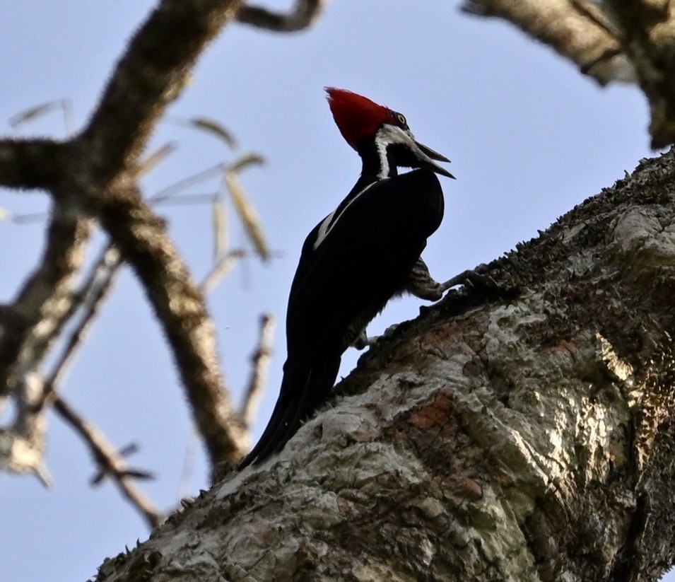 Crimson-crested Woodpecker - ML624576404