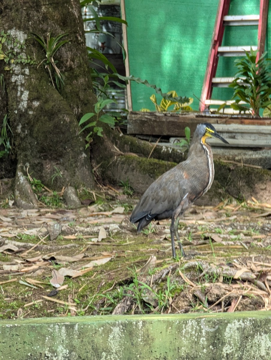 Bare-throated Tiger-Heron - ML624576405