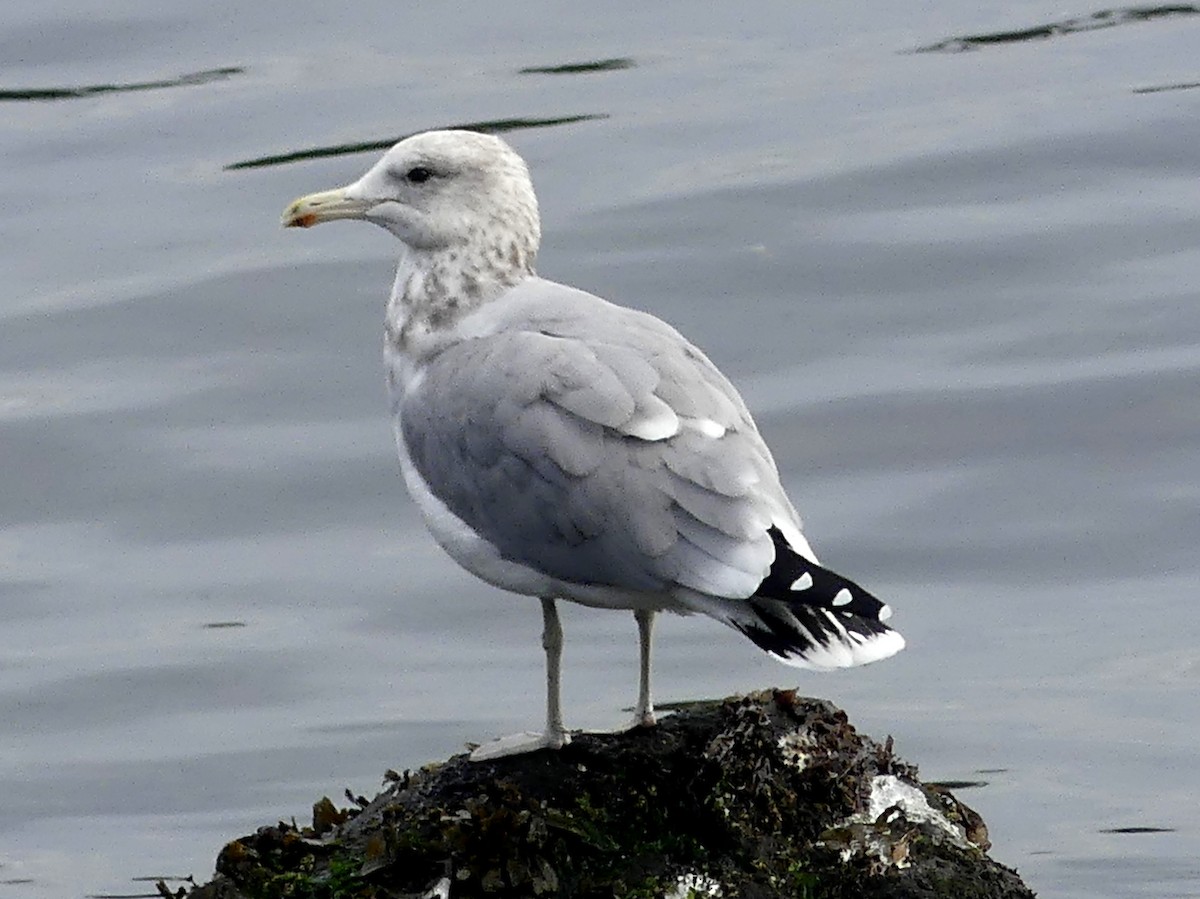 California Gull - ML624576407