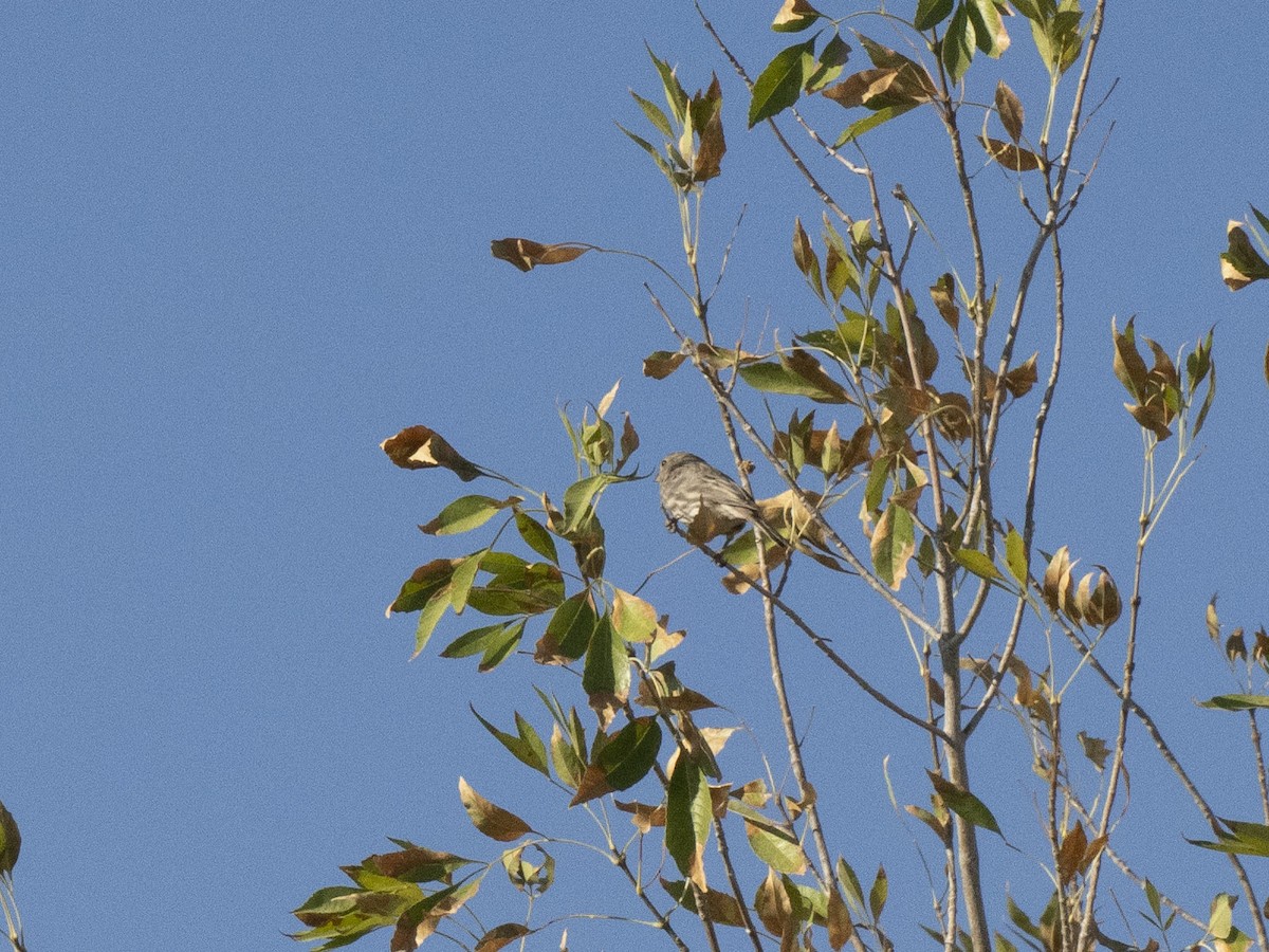 House Finch - ML624576408