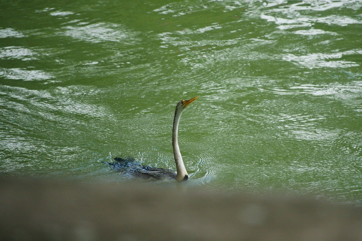 Oriental Darter - ML624576410