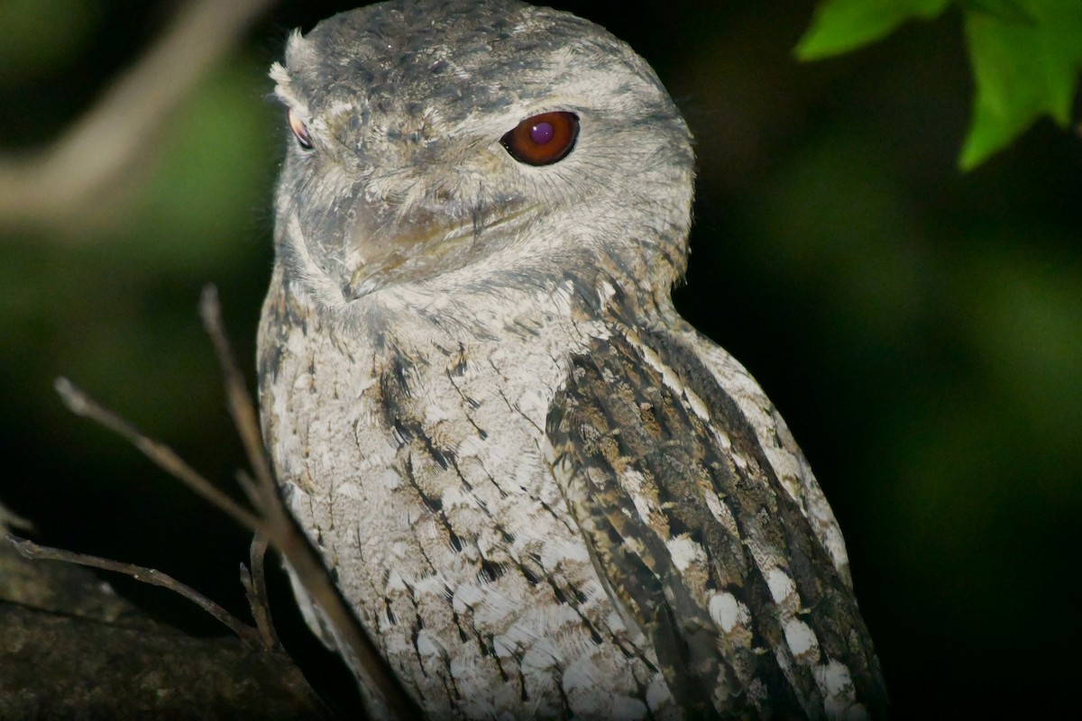 Papuan Frogmouth - ML624576421