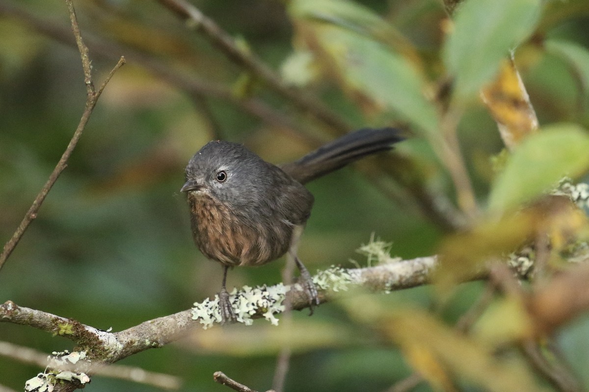 Wrentit - ML624576491