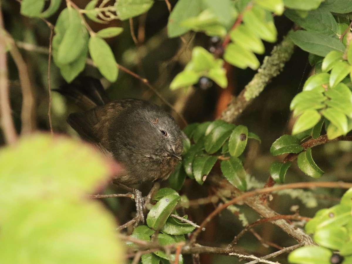 Wrentit - ML624576494