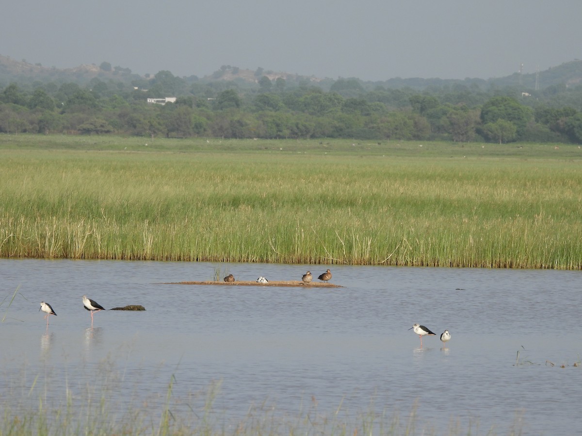 Green-winged Teal - ML624576506