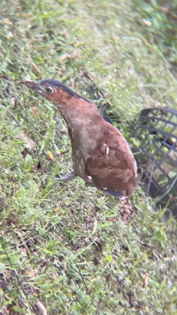 Malayan Night Heron - ML624576512