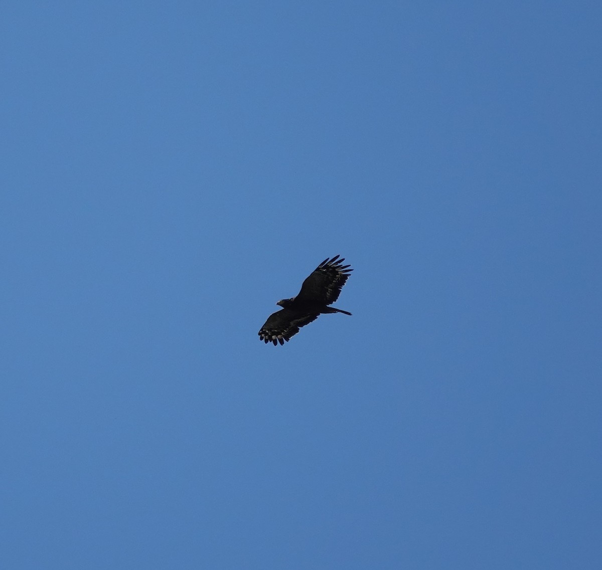 Crested Serpent-Eagle - ML624576513