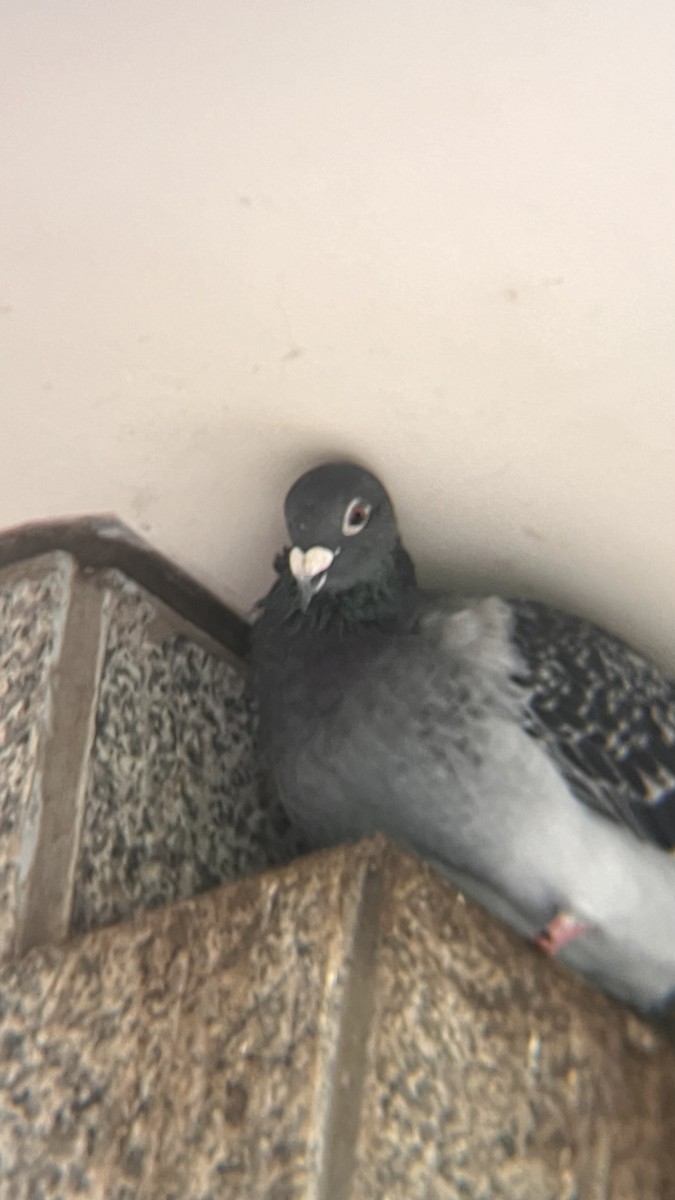 Rock Pigeon (Feral Pigeon) - ML624576515