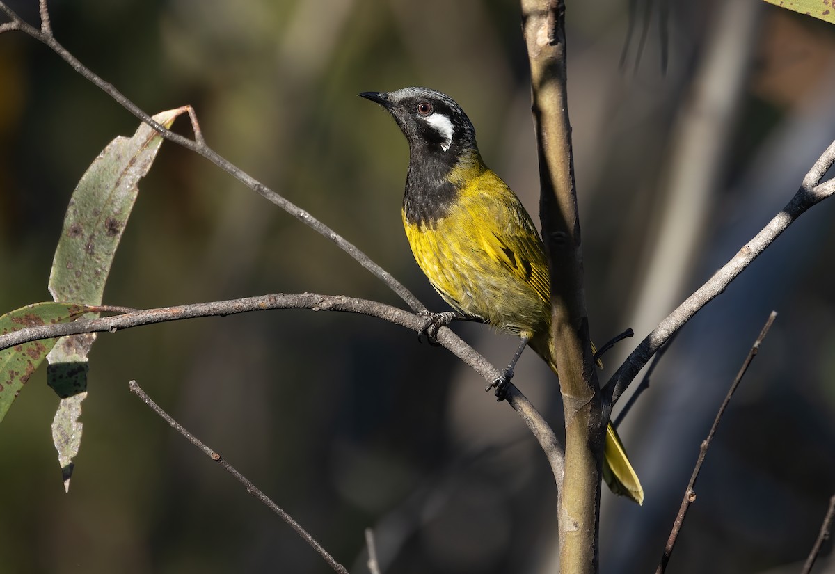 White-eared Honeyeater - ML624576517