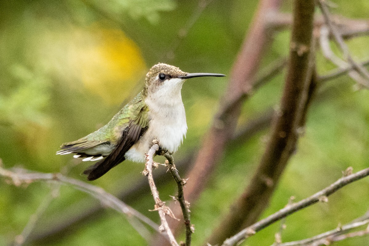 Ruby-throated Hummingbird - ML624576519