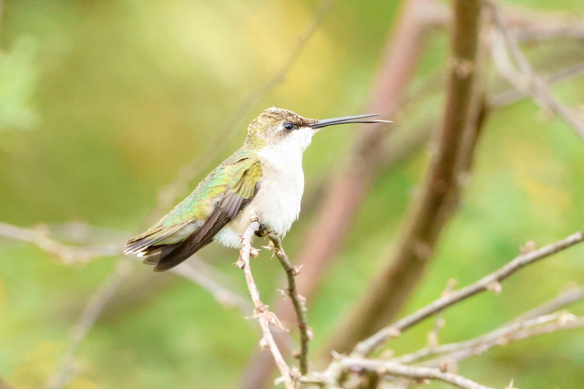 Ruby-throated Hummingbird - ML624576520