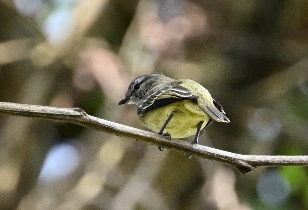 Yellow-crowned Tyrannulet - ML624576521