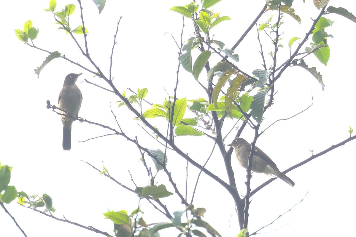 Cream-vented Bulbul (White-eyed) - ML624576523