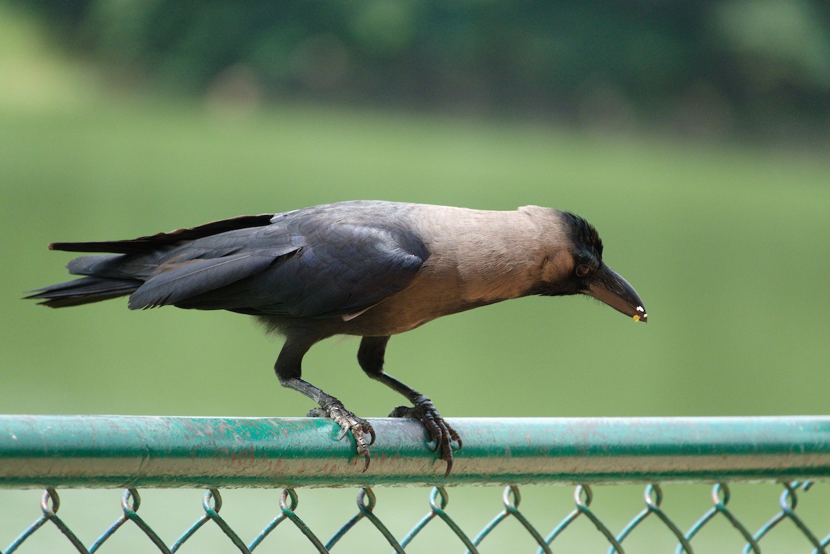 House Crow - ML624576524