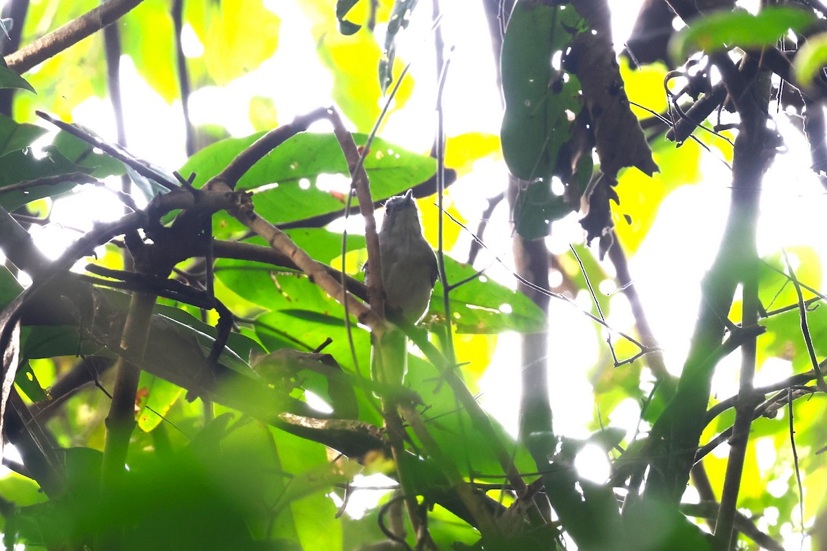 Moustached Babbler - ML624576525