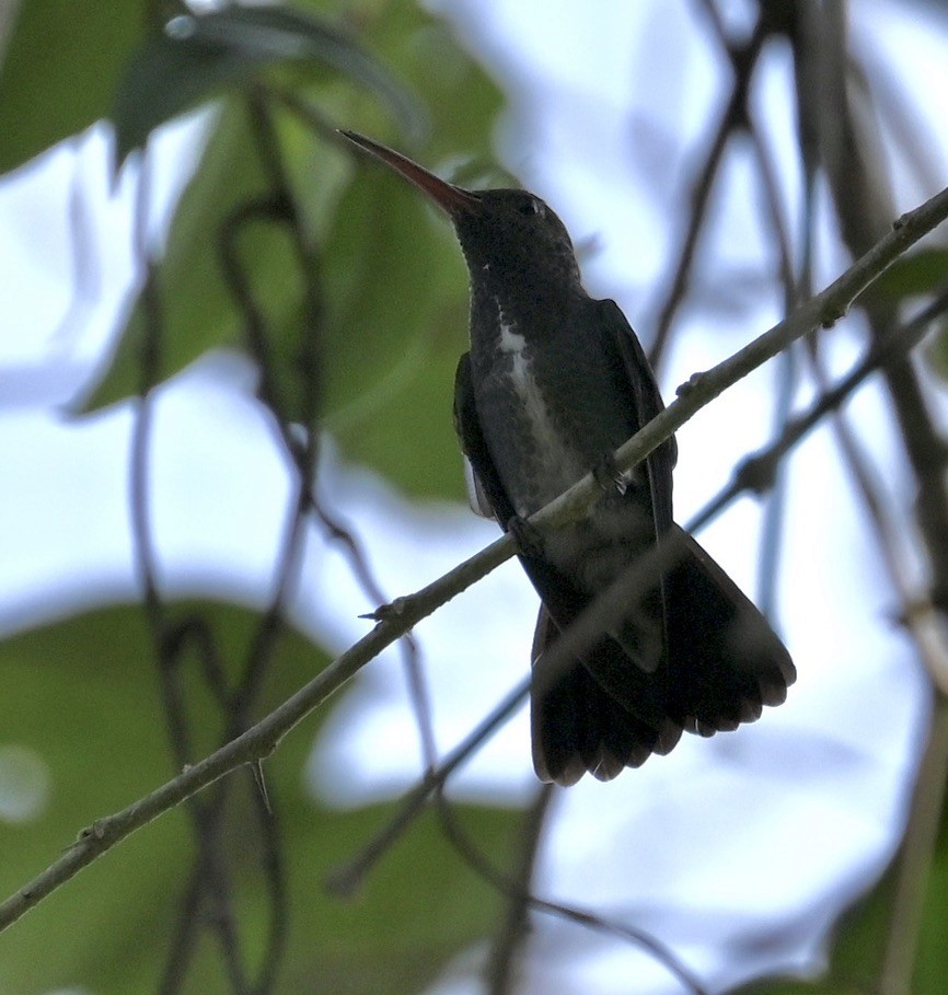 Glittering-throated Emerald - ML624576527