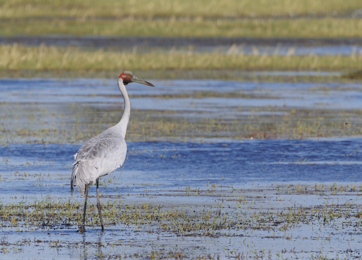 Brolga - ML624576528