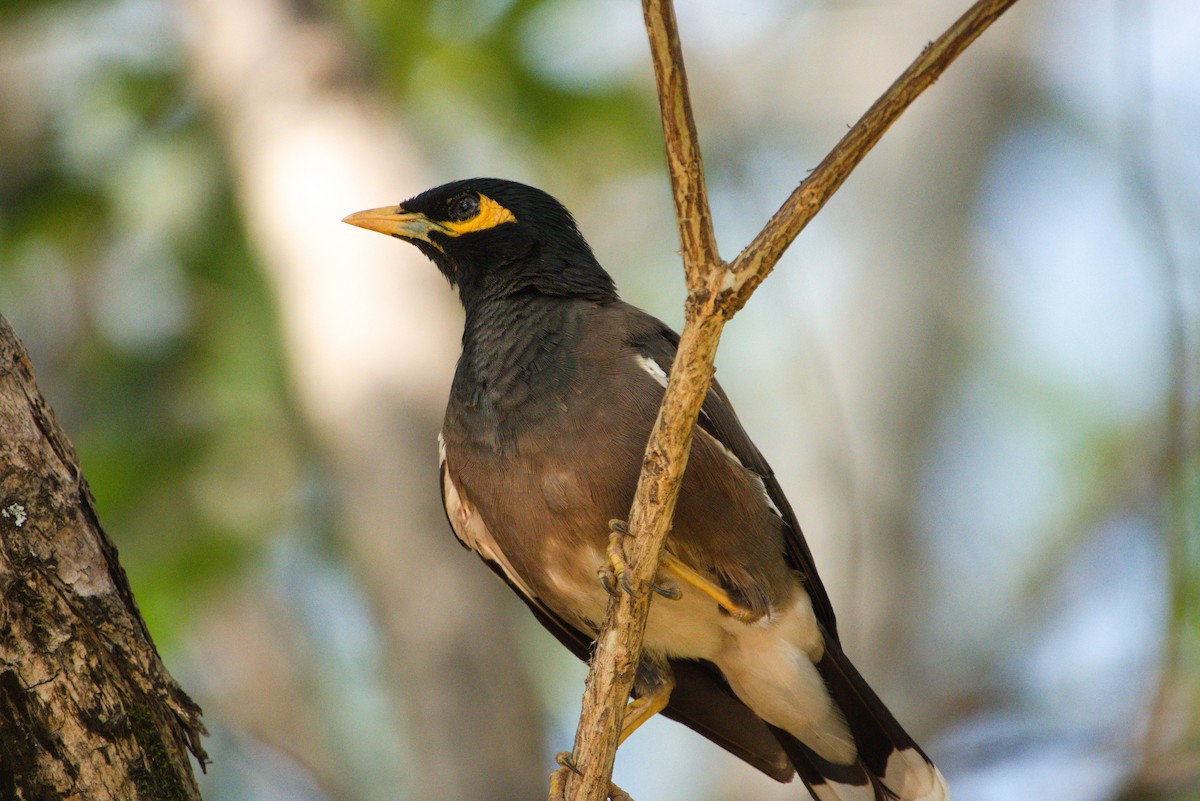 Common Myna - ML624576529