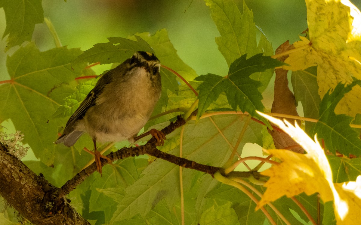 Golden-crowned Kinglet - ML624576537