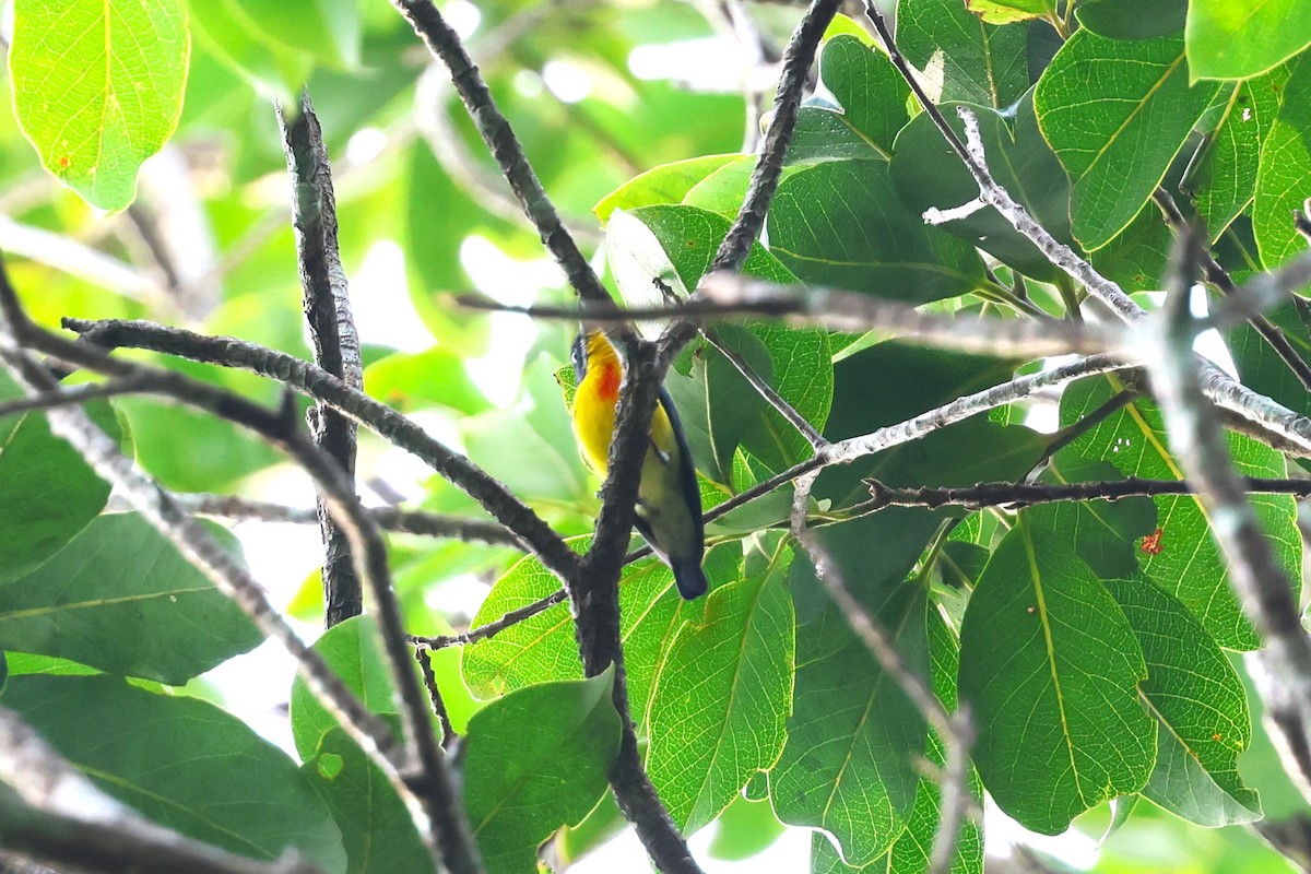 Crimson-breasted Flowerpecker - ML624576538