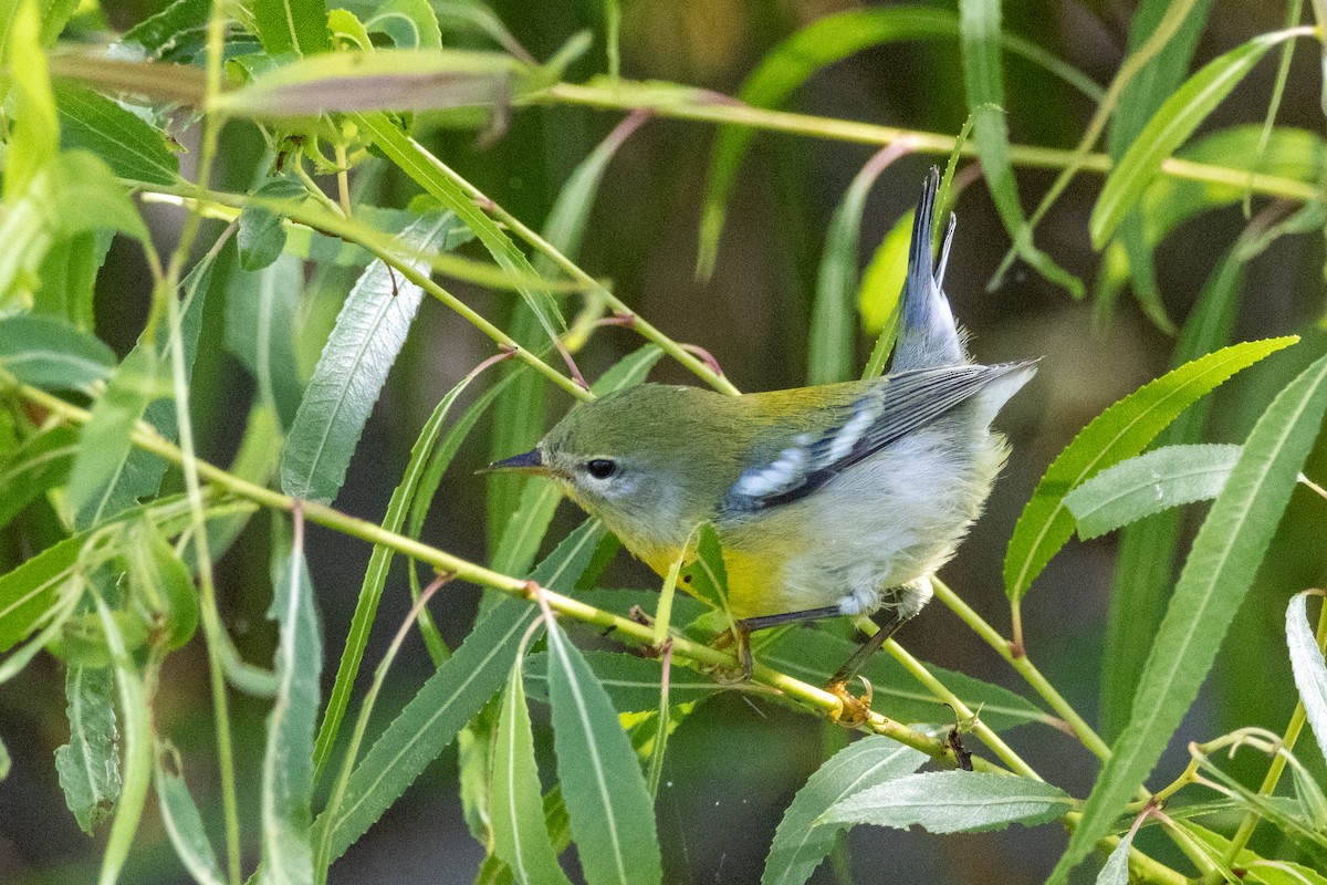 Northern Parula - Parker Marsh