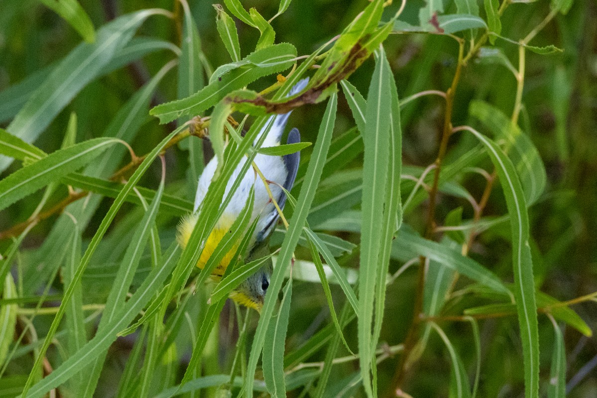 Northern Parula - ML624576540