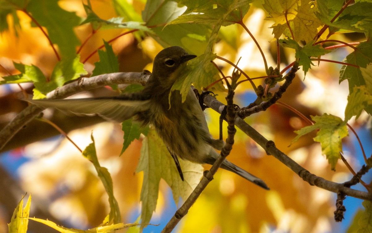 Yellow-rumped Warbler - ML624576541