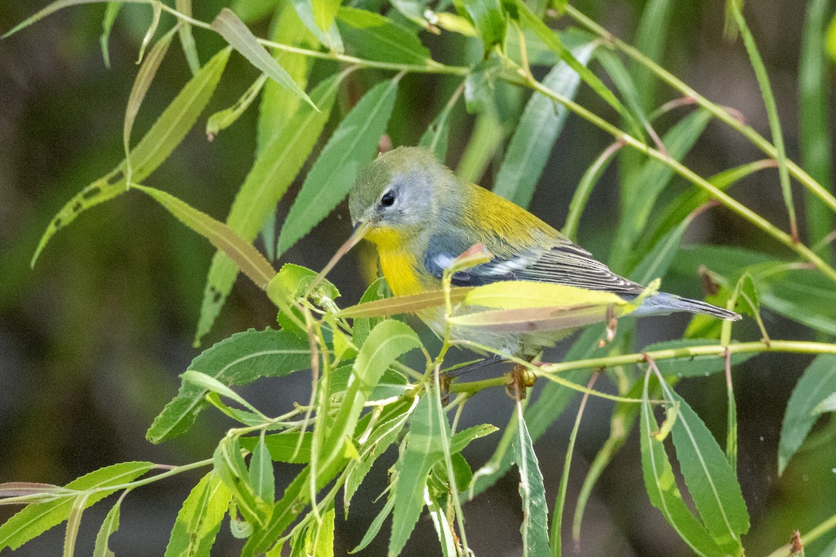 Northern Parula - ML624576542