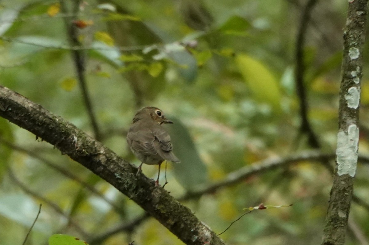 Swainson's Thrush - ML624576544