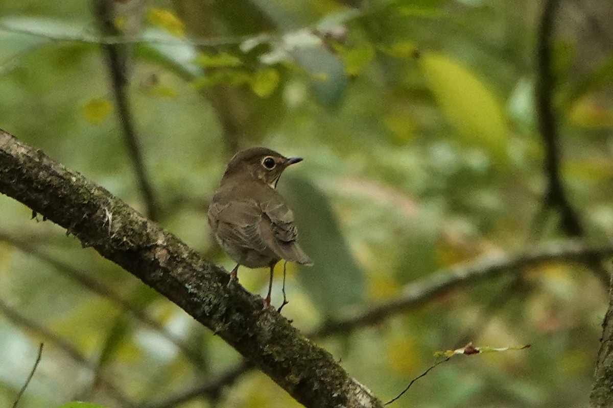 Swainson's Thrush - ML624576545