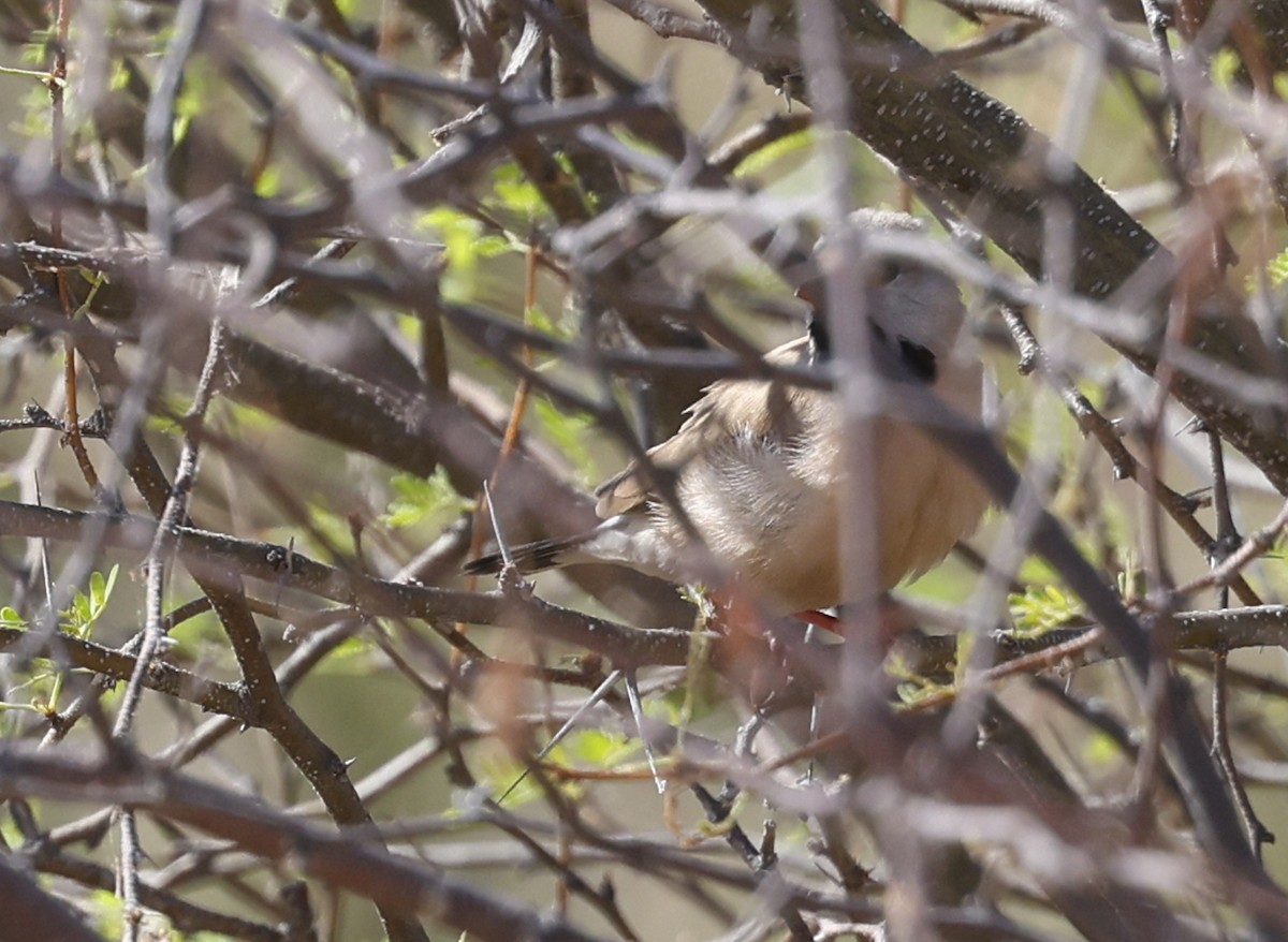 Long-tailed Finch - ML624576546