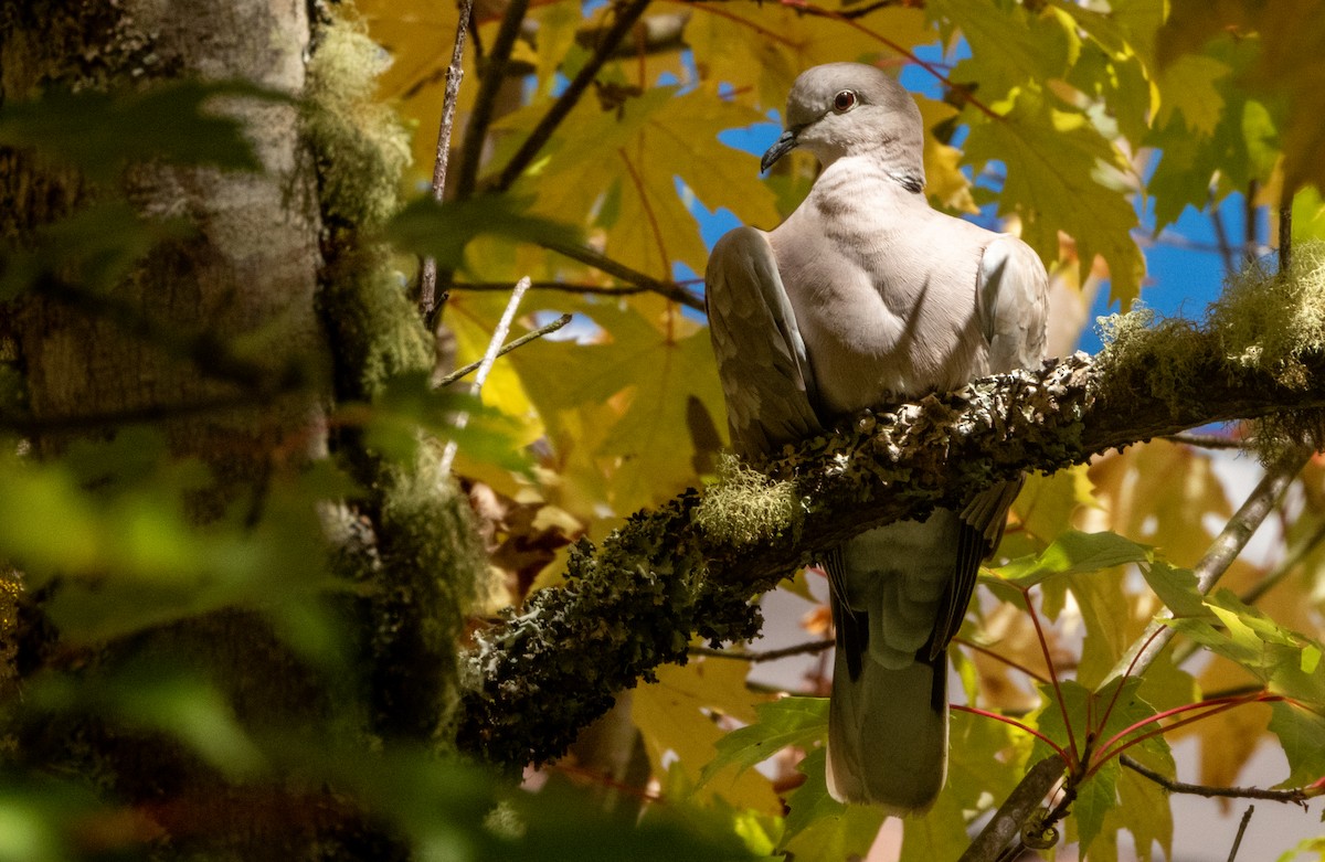 Eurasian Collared-Dove - ML624576547